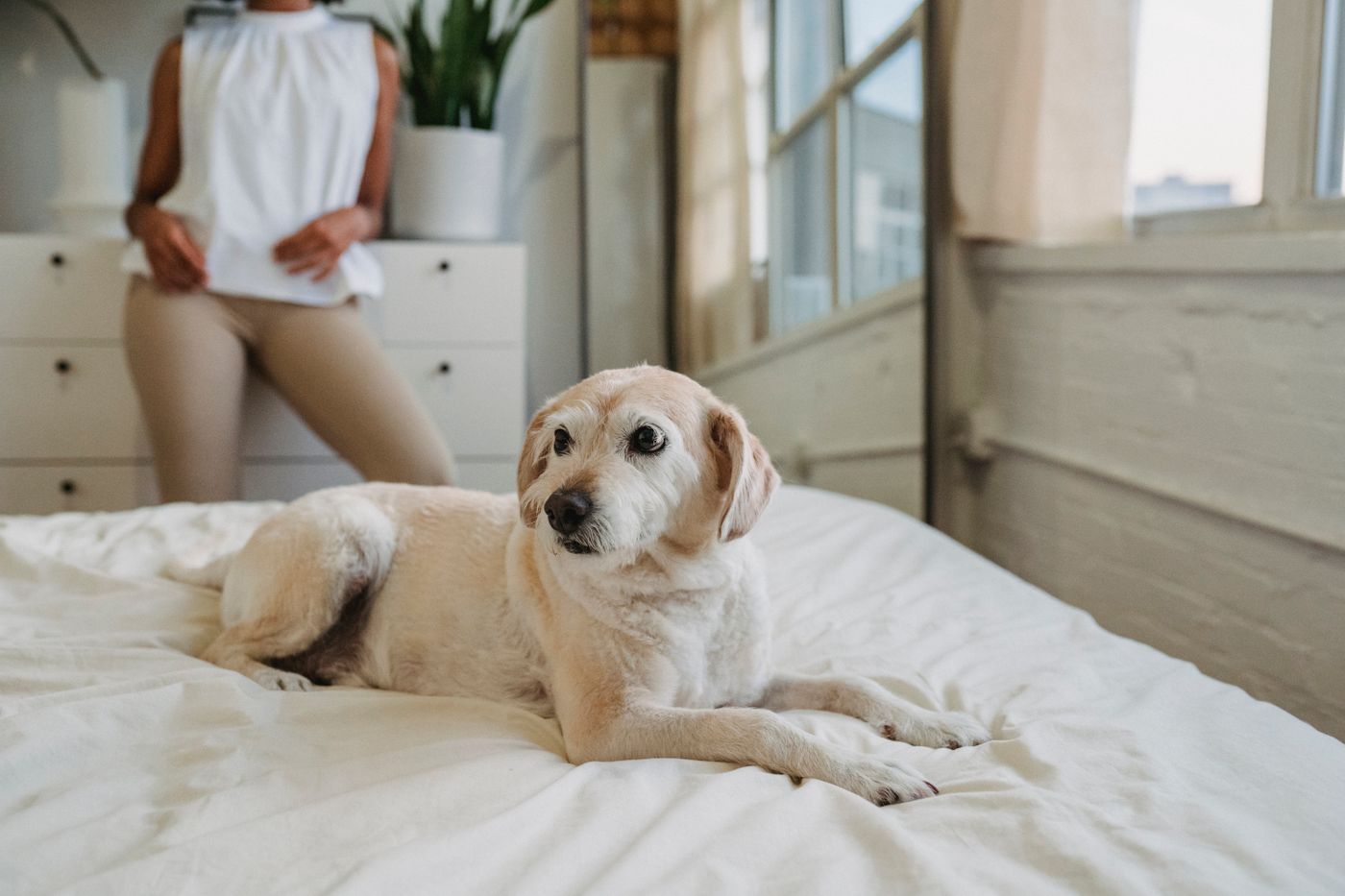 A cream-coated dog resting on a bed in a light-filled room.