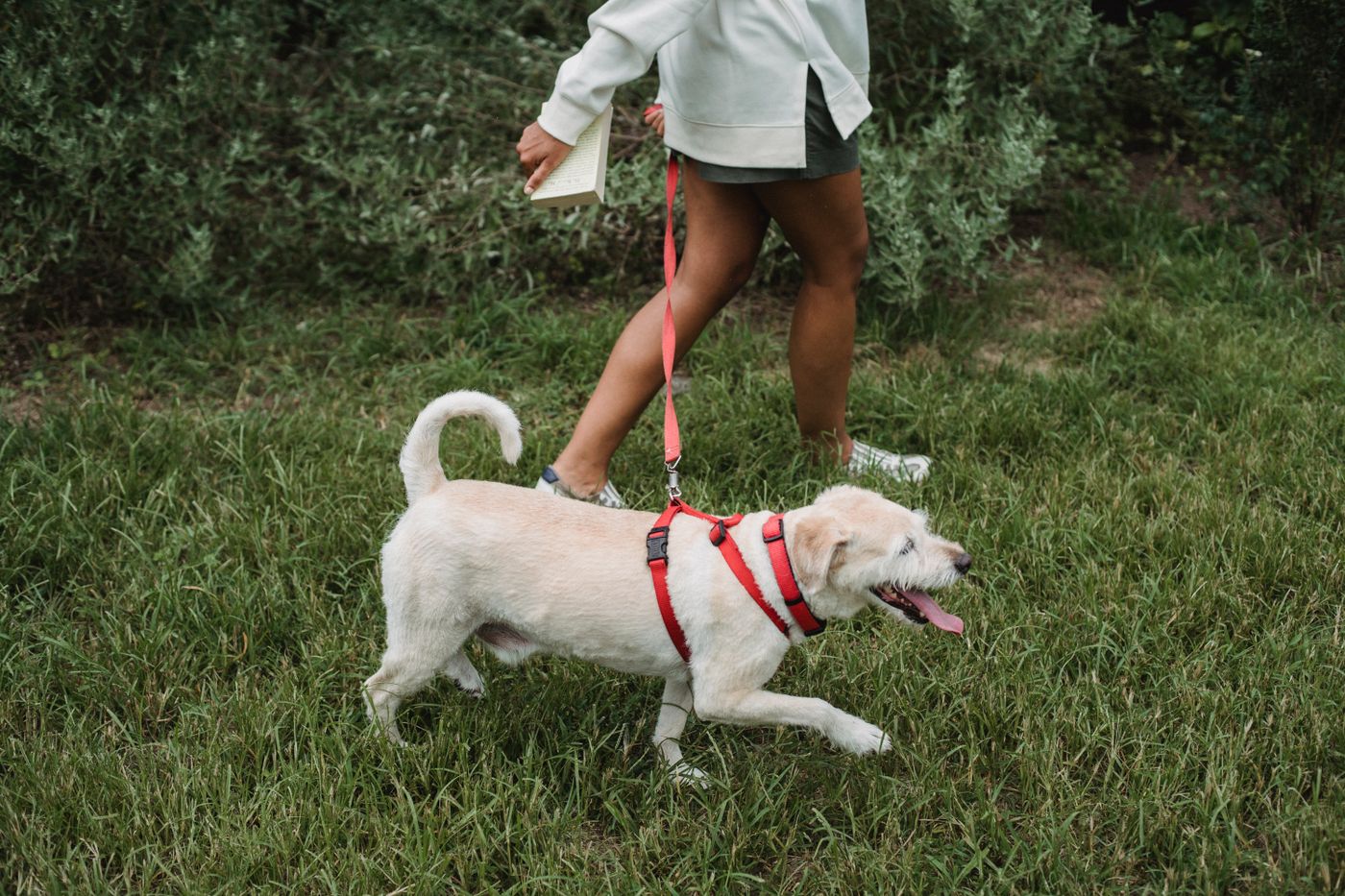 A dog in a red harness walking beside a person across grass.