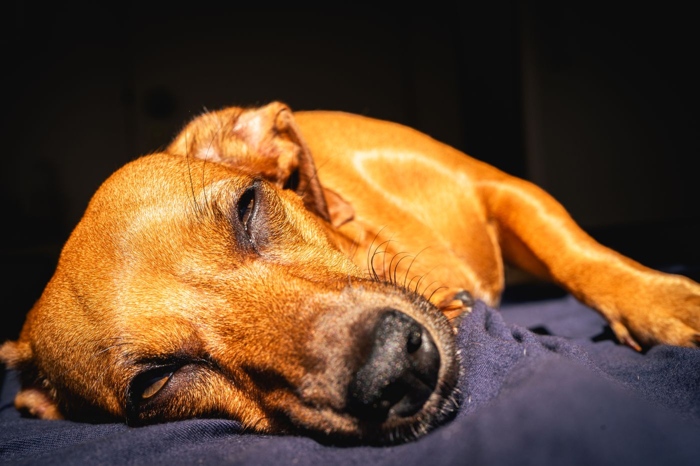 A brown dog sleeping in a patch of indoor sunlight.