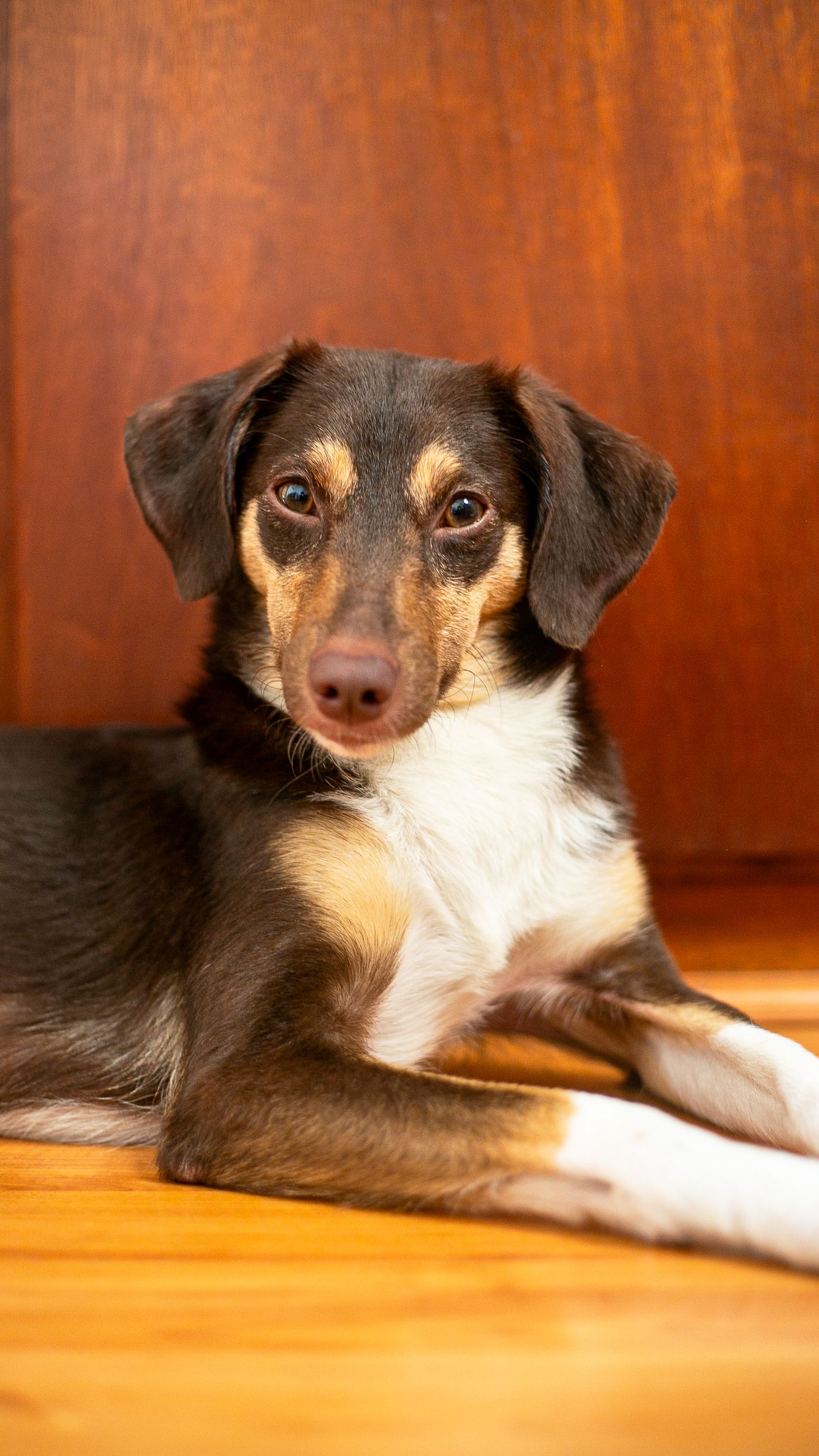 A small dog resting on a wooden floor near a door.