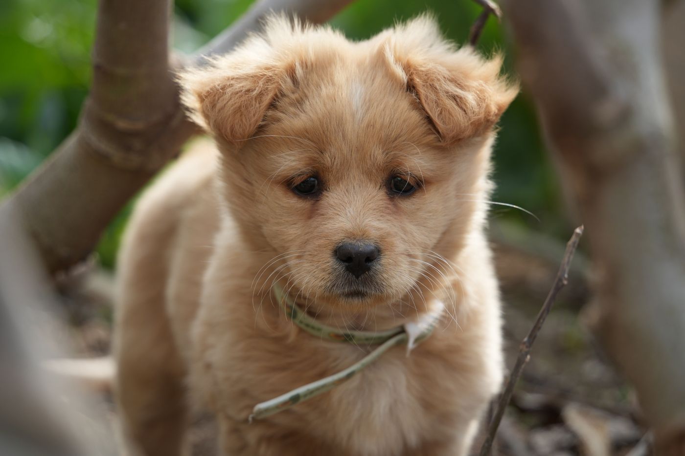 A puppy exploring a green patch of ground outdoors.