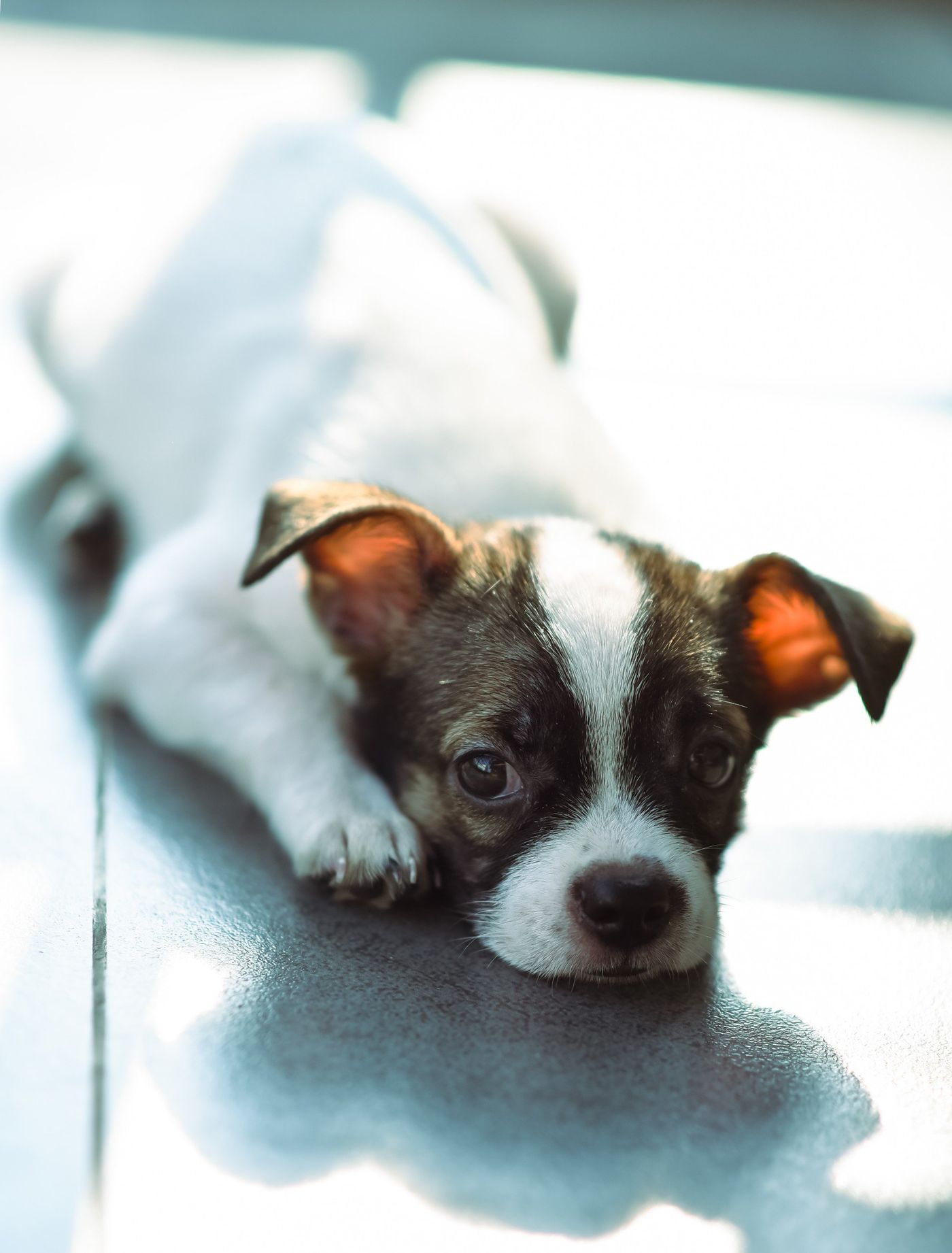 A puppy resting on a smooth indoor floor.