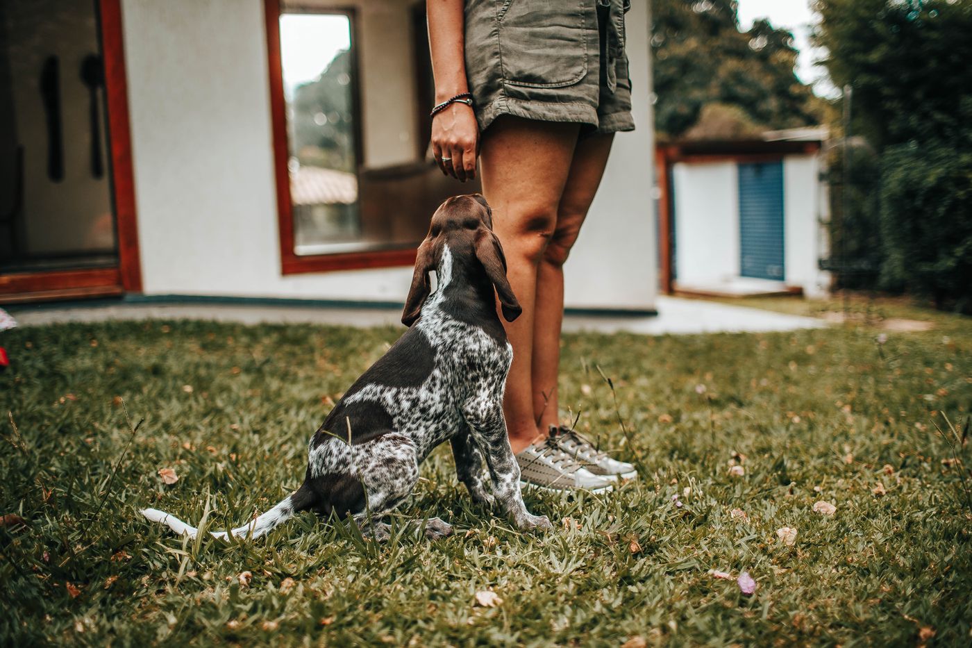 A dog sitting on grass and looking up toward a person.