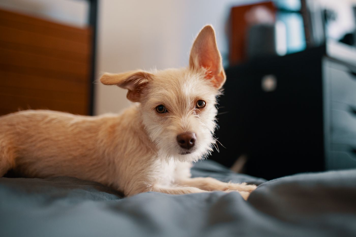 A small dog watching from a soft indoor resting place.