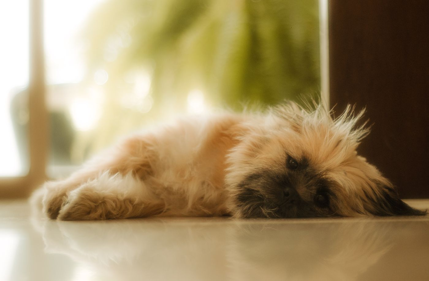 A puppy sleeping on a floor warmed by morning light.
