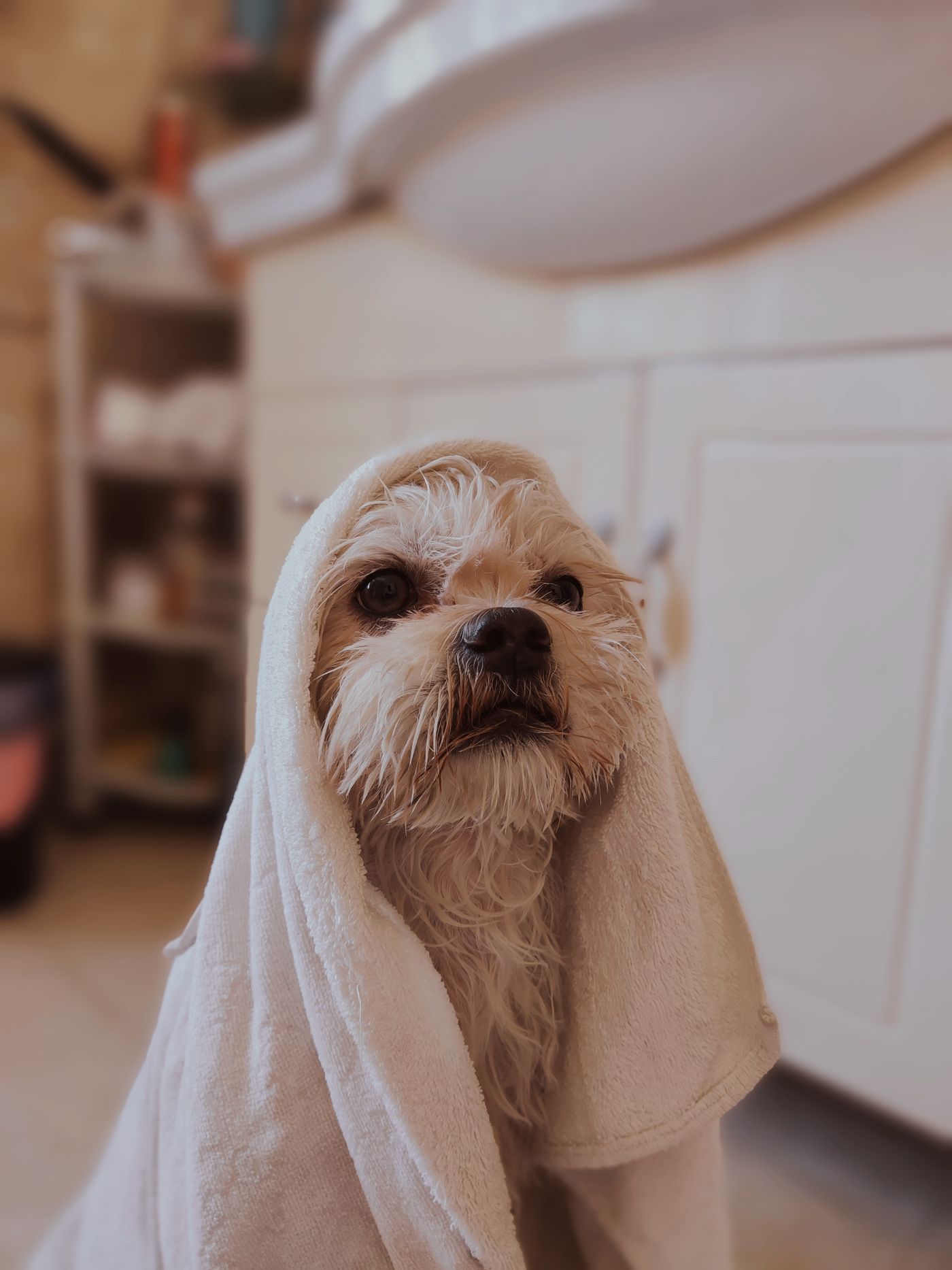 A small dog loosely wrapped in a white towel.