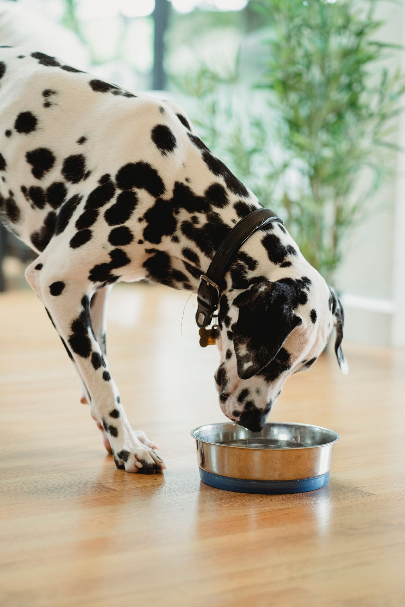 A Dalmatian drinking from a metal bowl on the floor.
