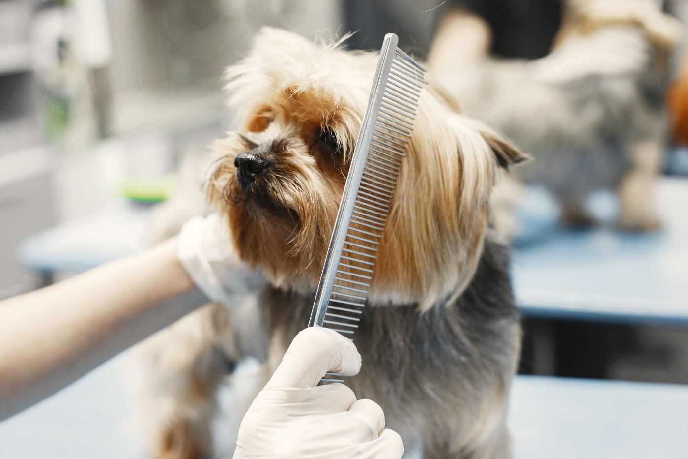 A small terrier having its coat combed at a grooming station.