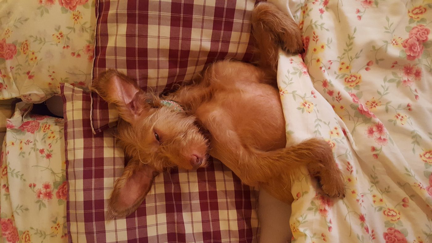 A dog sleeping among pale floral bed covers.