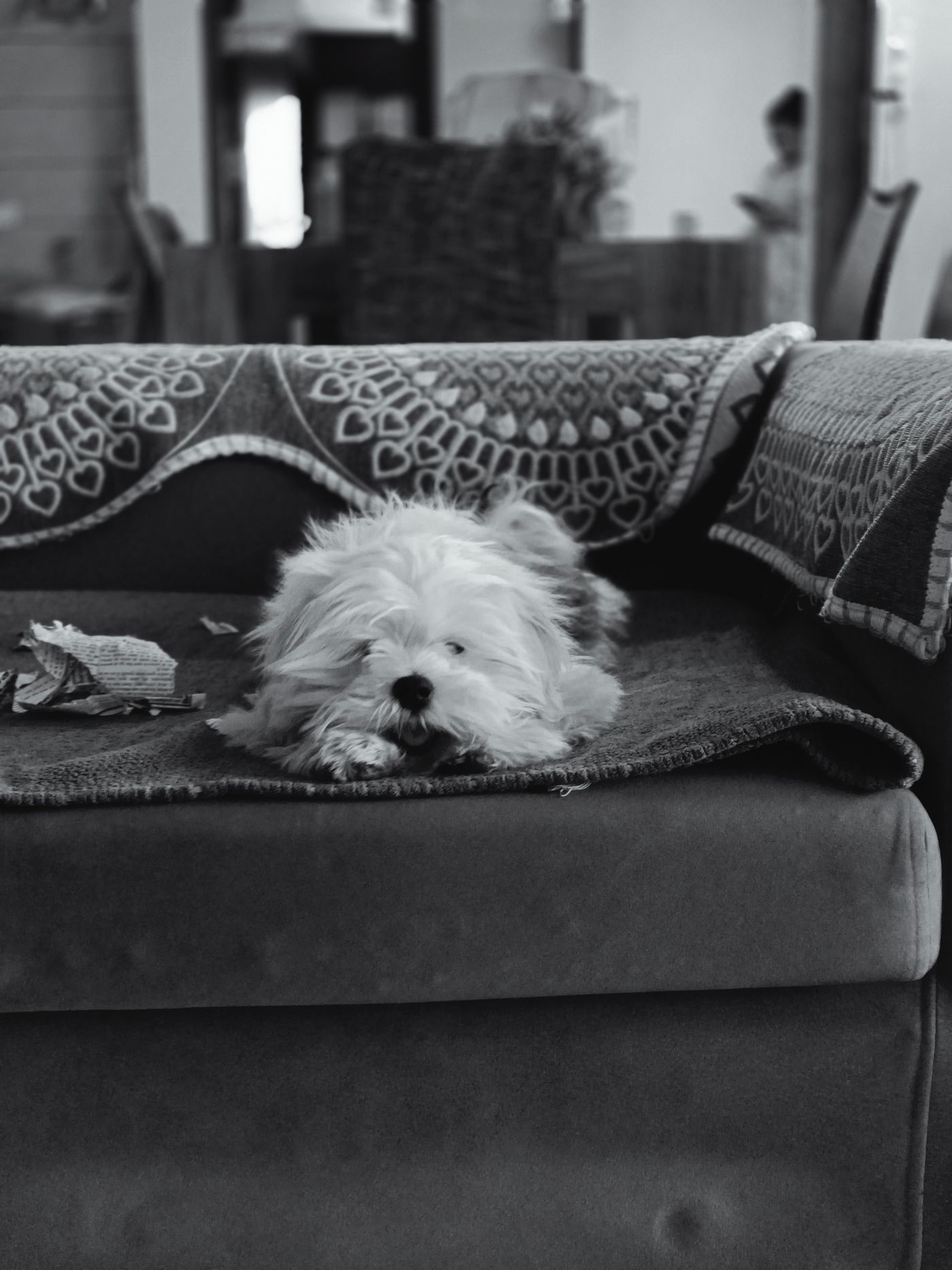 A shaggy dog resting on a covered sofa.