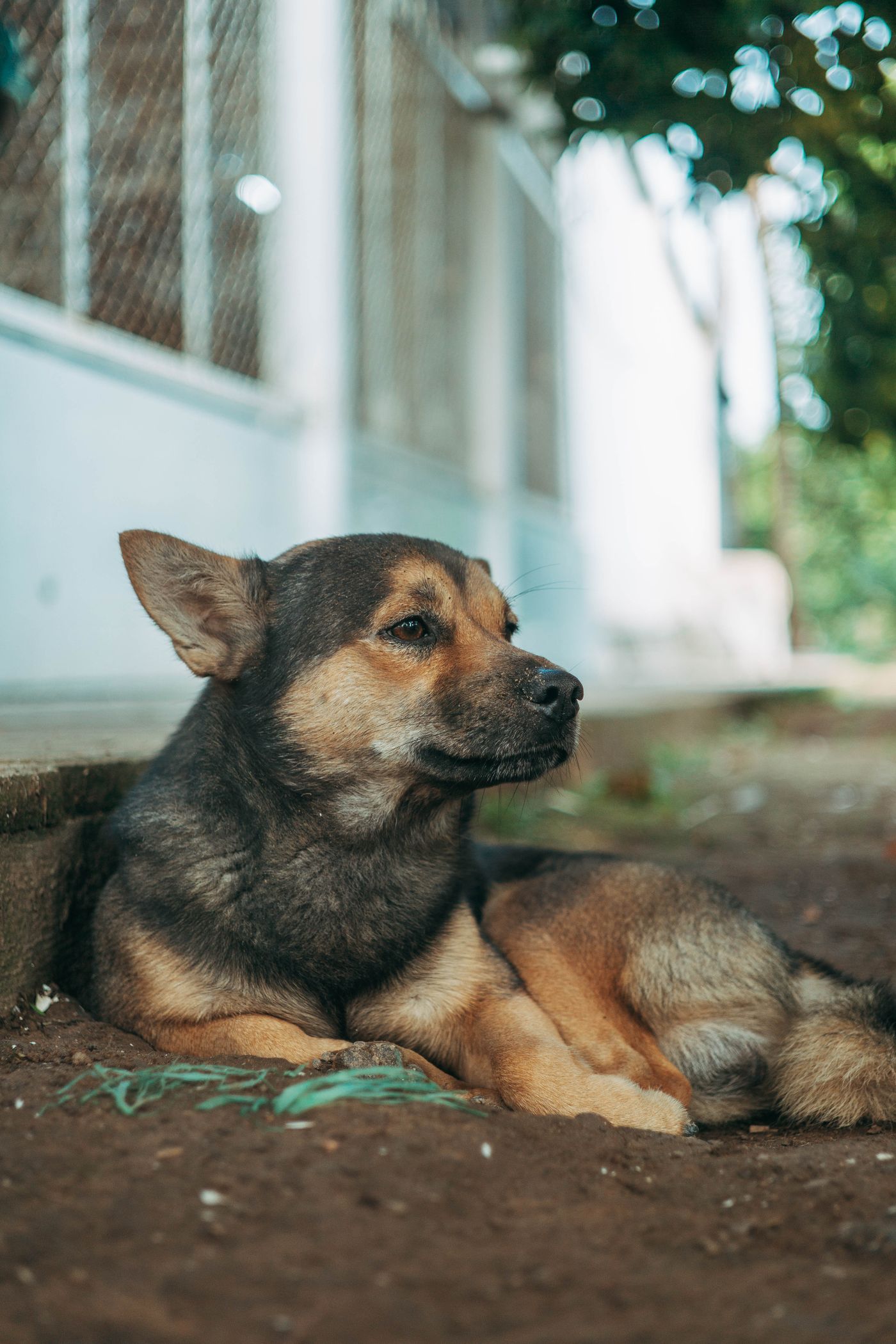 A dog resting on the ground in outdoor shade.