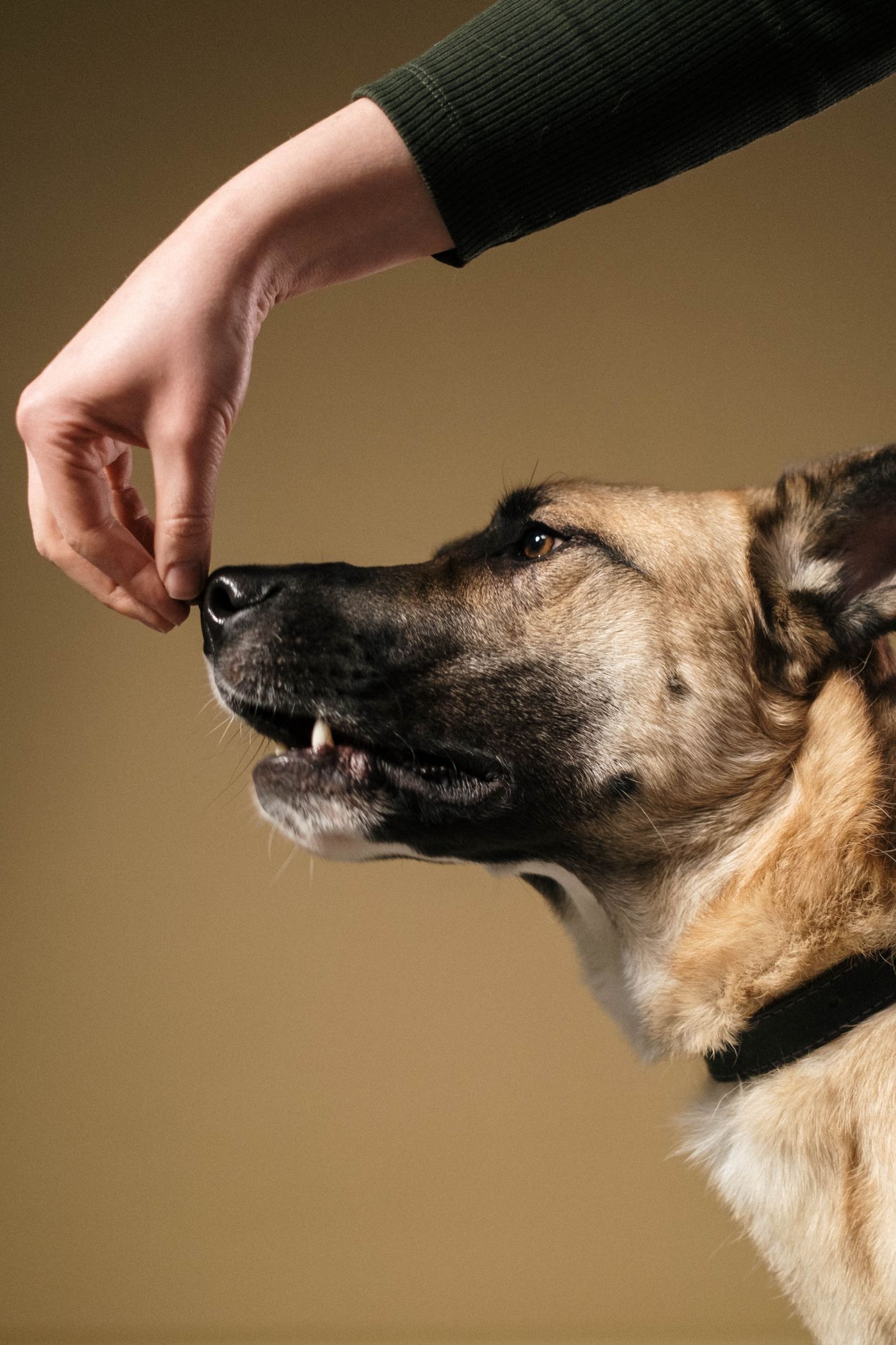 A dog paying attention to a person's hand.