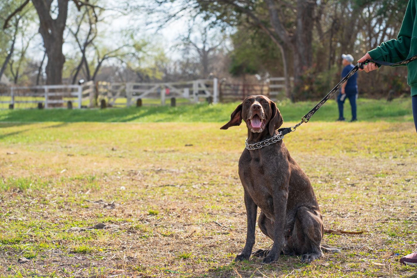 A leashed dog sitting on grass with its person nearby.