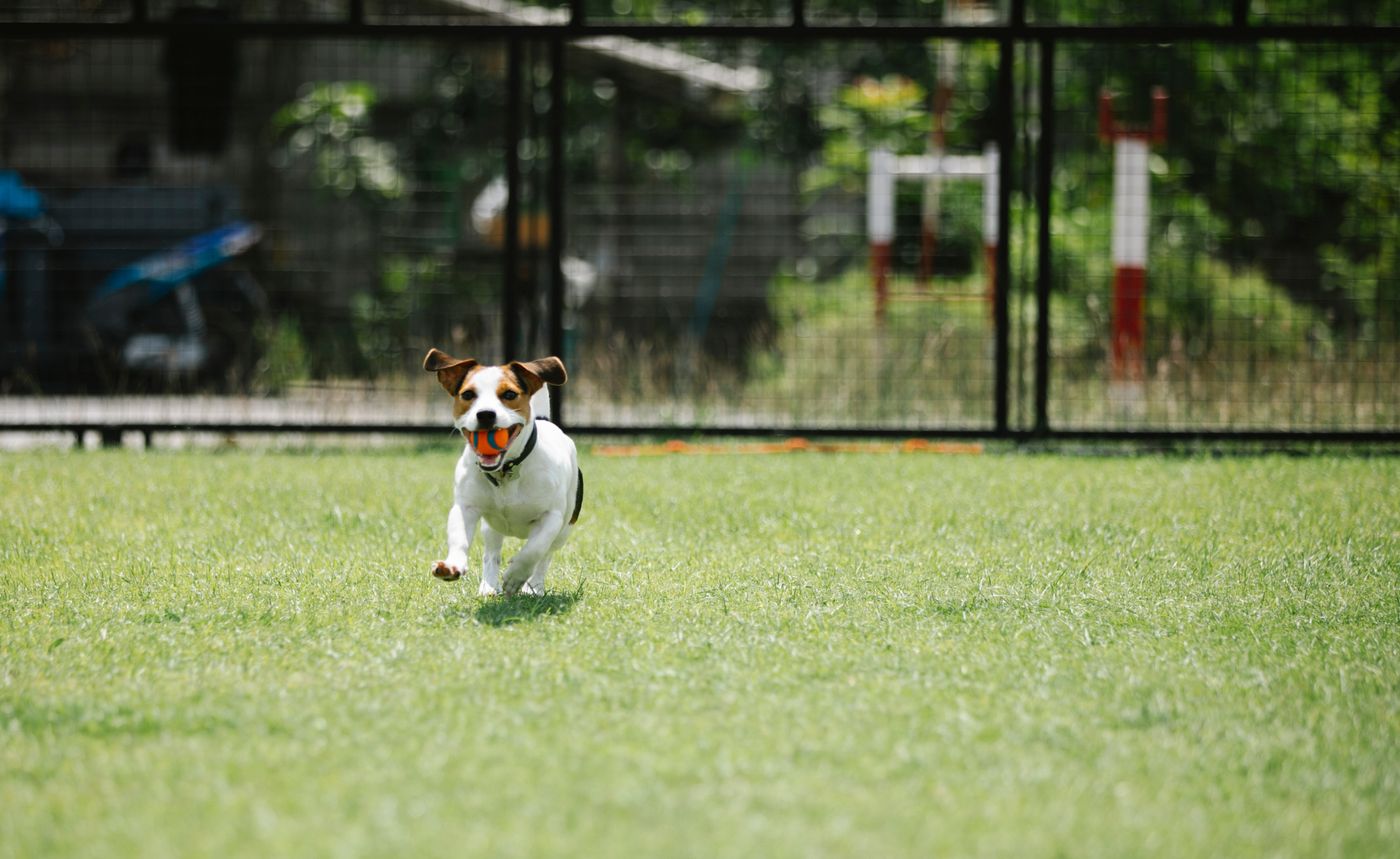 A small dog running across a lawn with a ball.