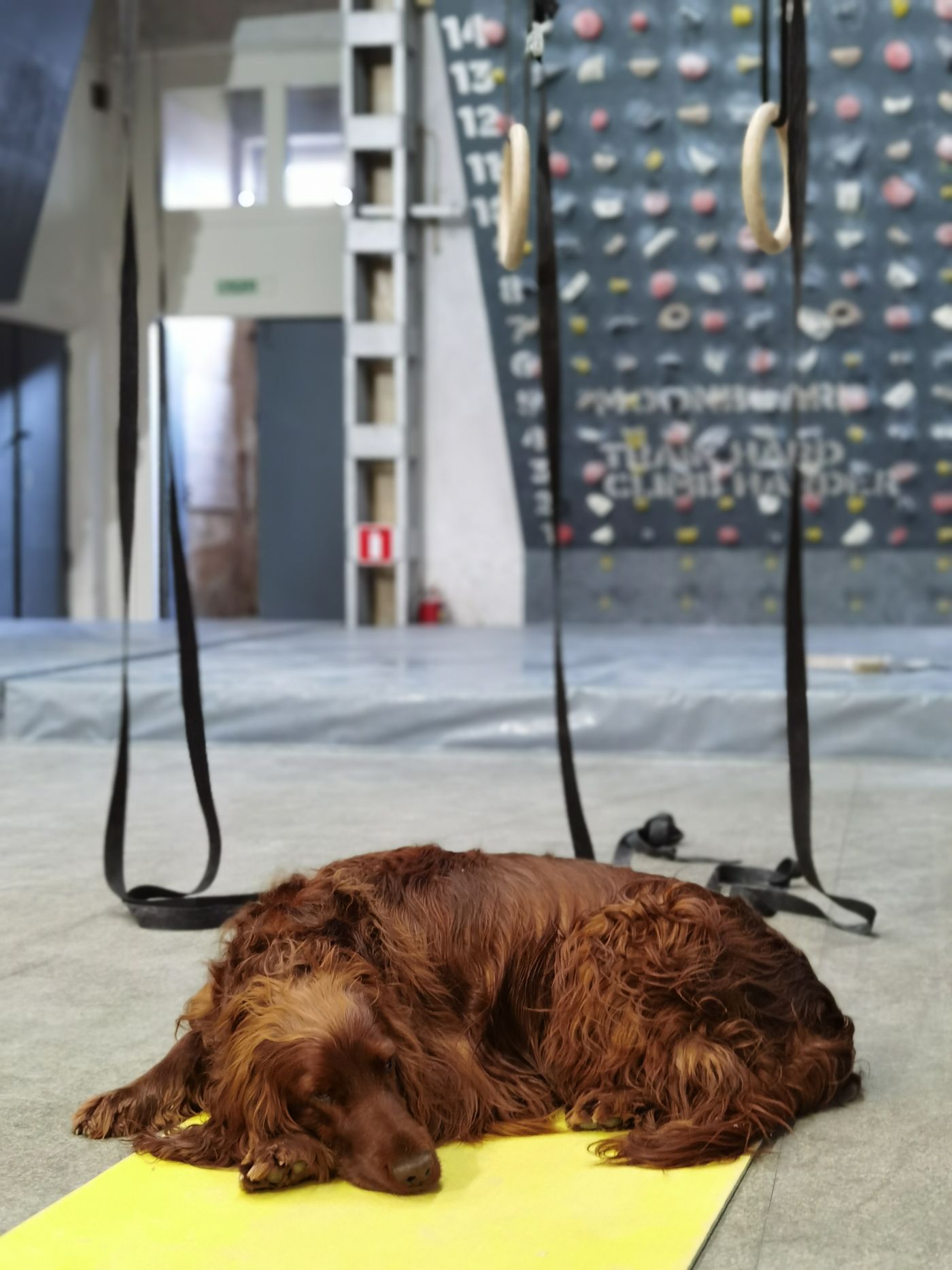 A brown dog lying on a yellow mat.