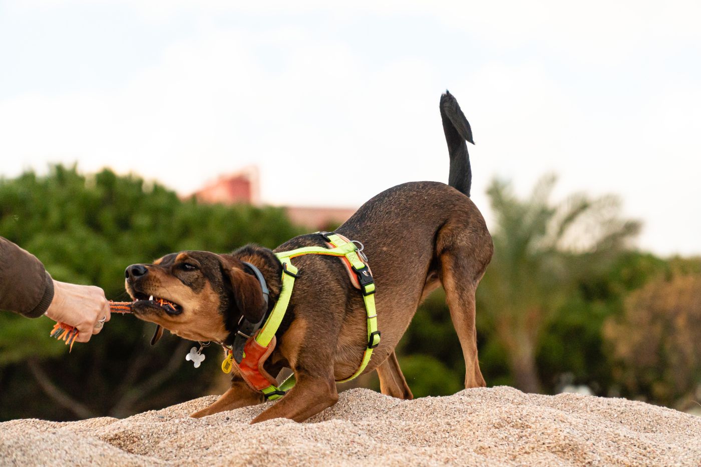 A dog holding a toy while a person holds the other end.