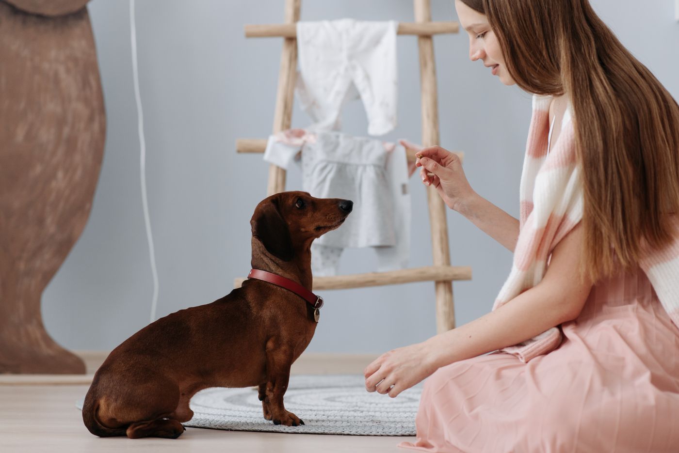 A person giving a hand cue to a seated dachshund.