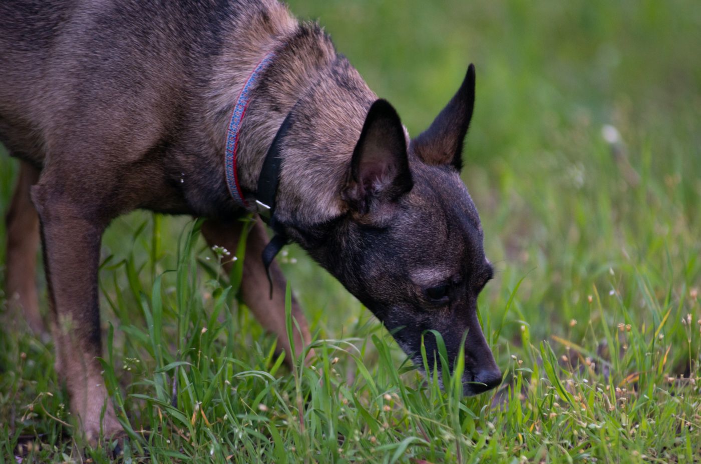 A dog sniffing a patch of grass at close range.