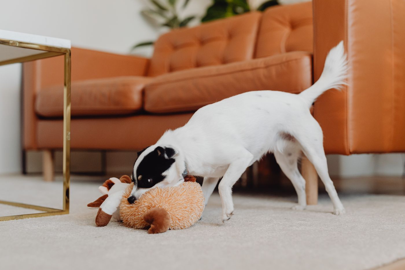 A small dog investigating a plush toy on a rug.