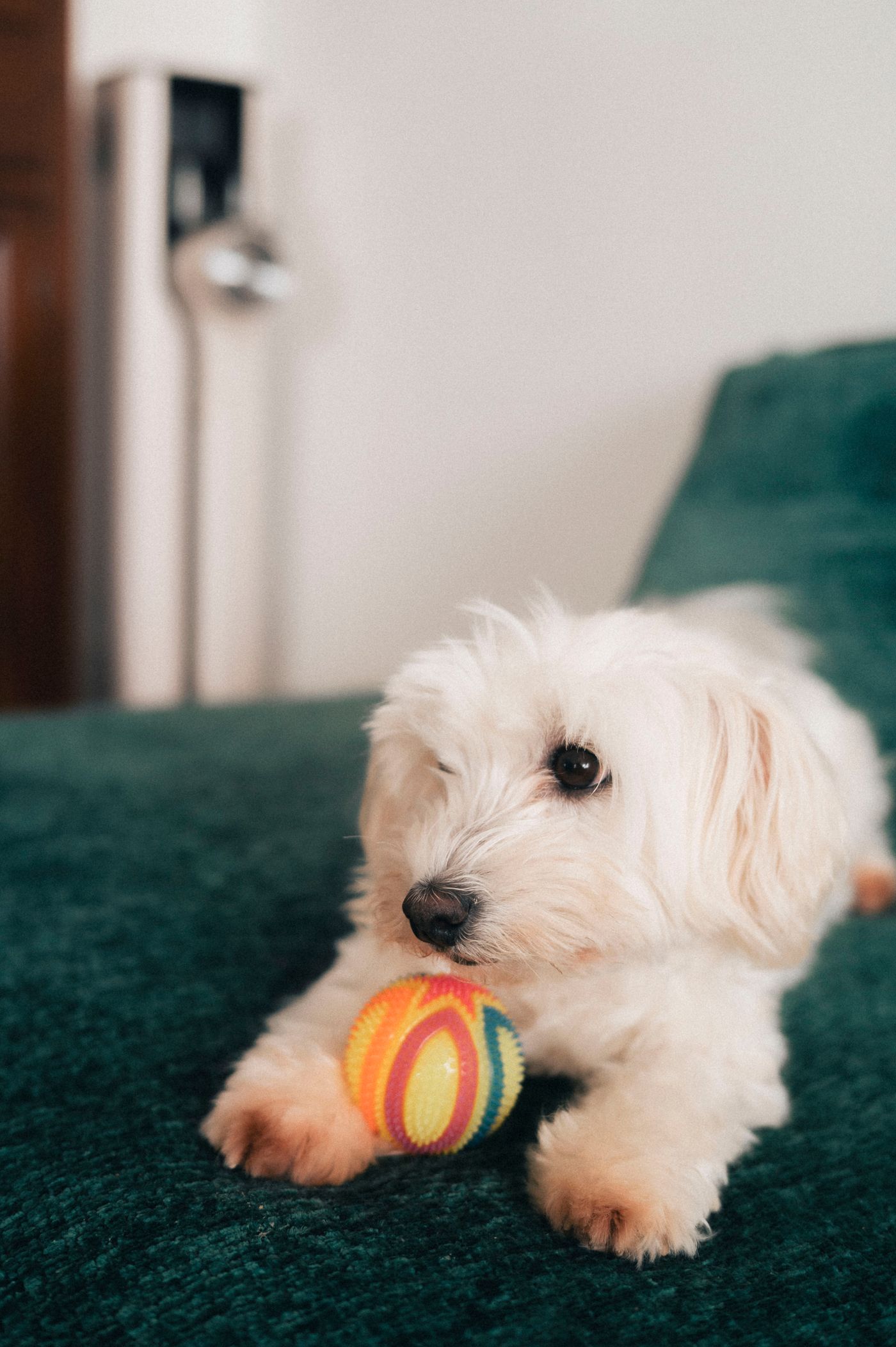 A white dog resting with a colourful ball indoors.