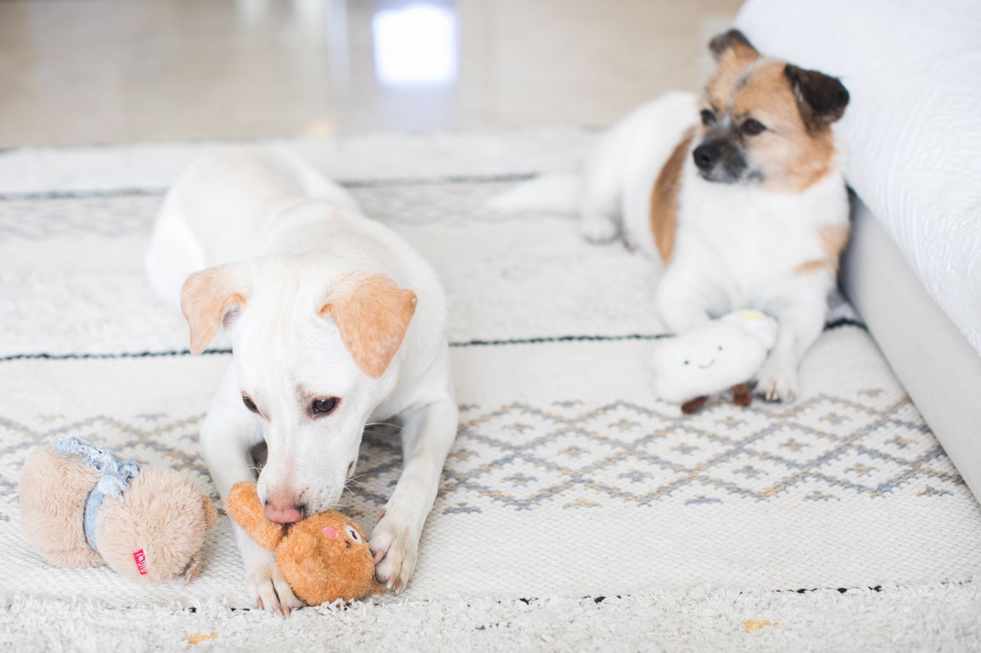 Two dogs playing with separate toys on an indoor rug.