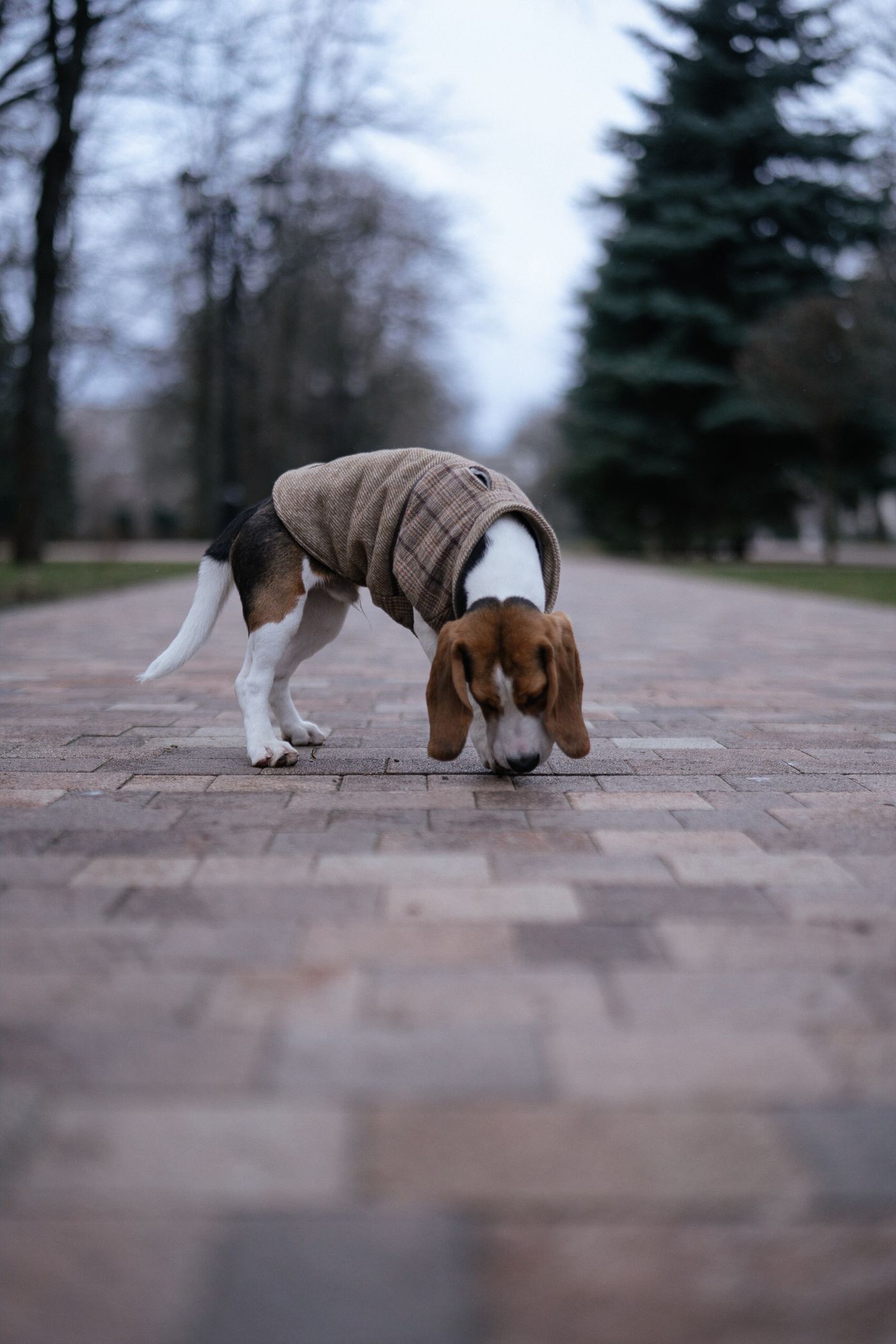 A dog sniffing the ground along a tree-lined path.