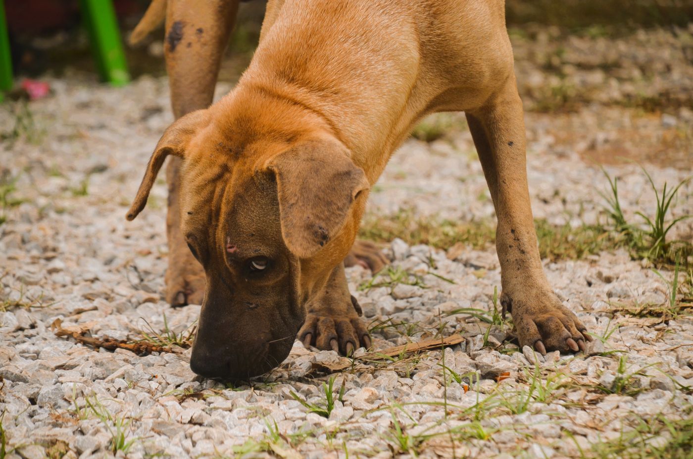 A brown dog sniffing a quiet patch of ground.