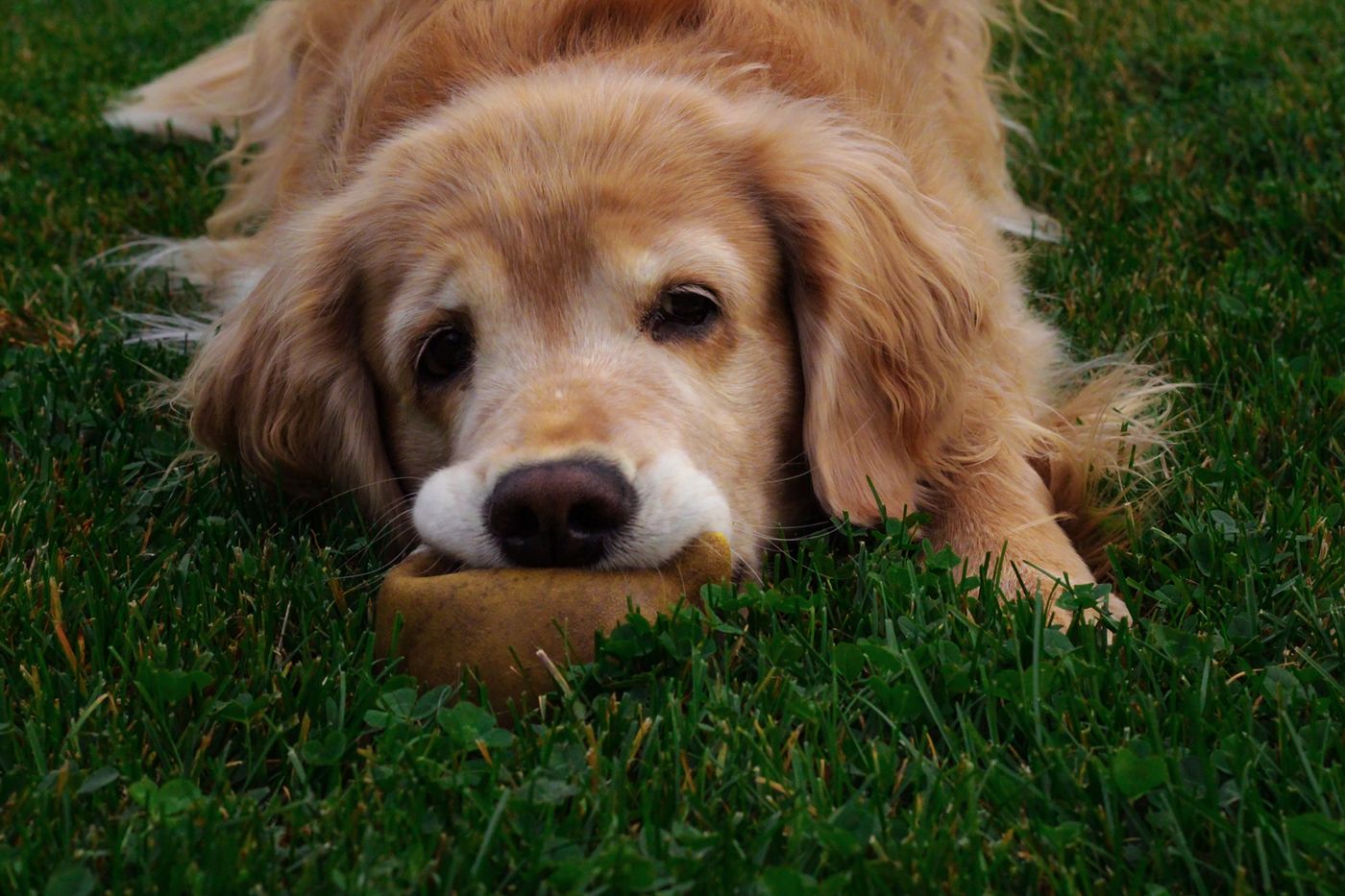 A dog lying on grass with a toy close to its paws.