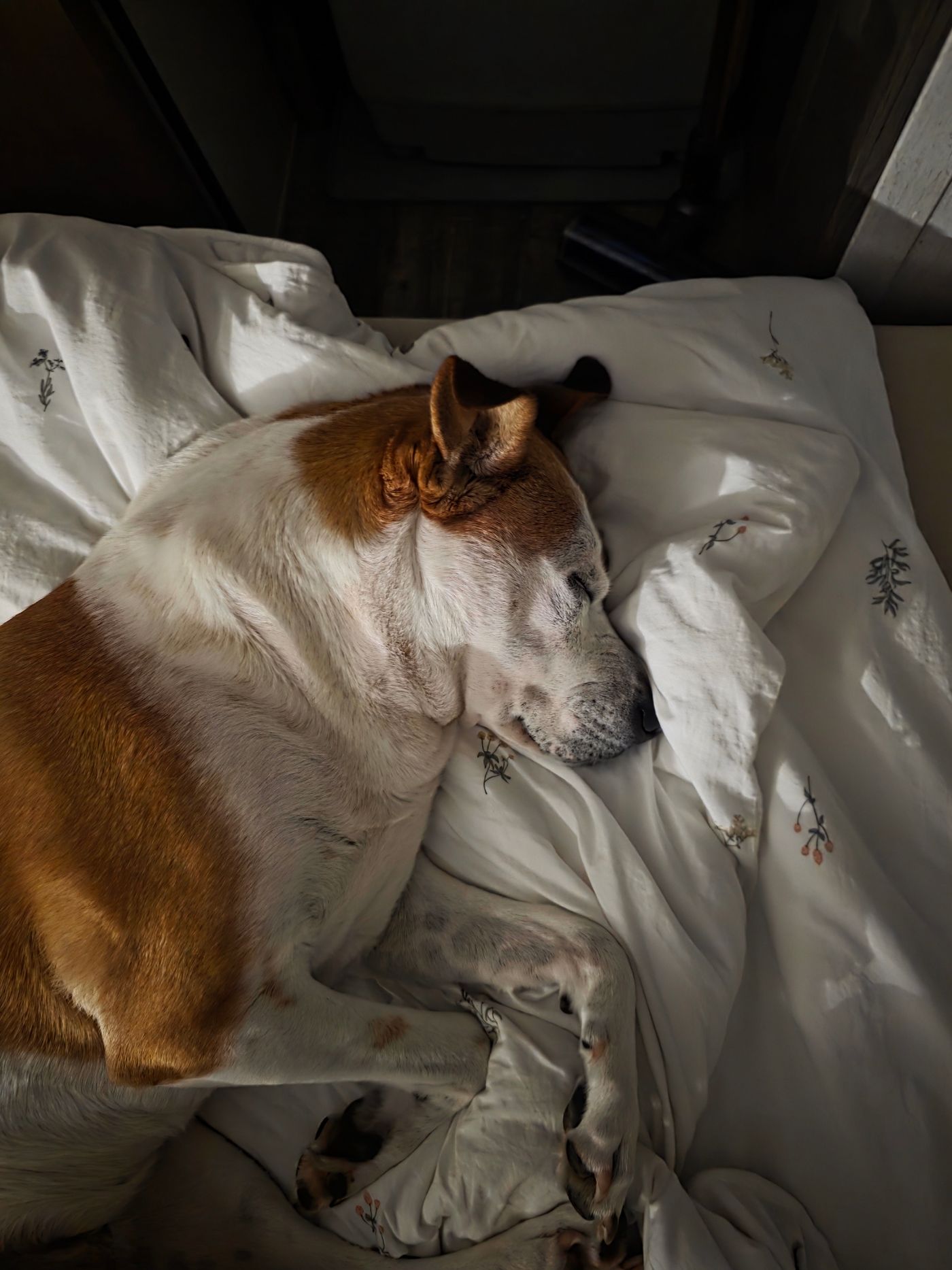 A dog resting on bedding inside a room.