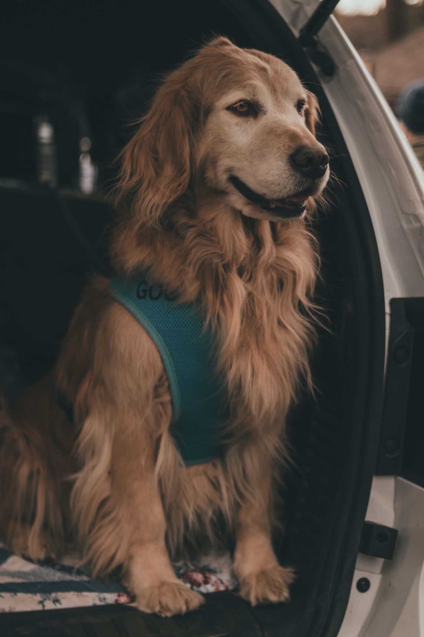 A dog wearing a harness seated by an open car door.