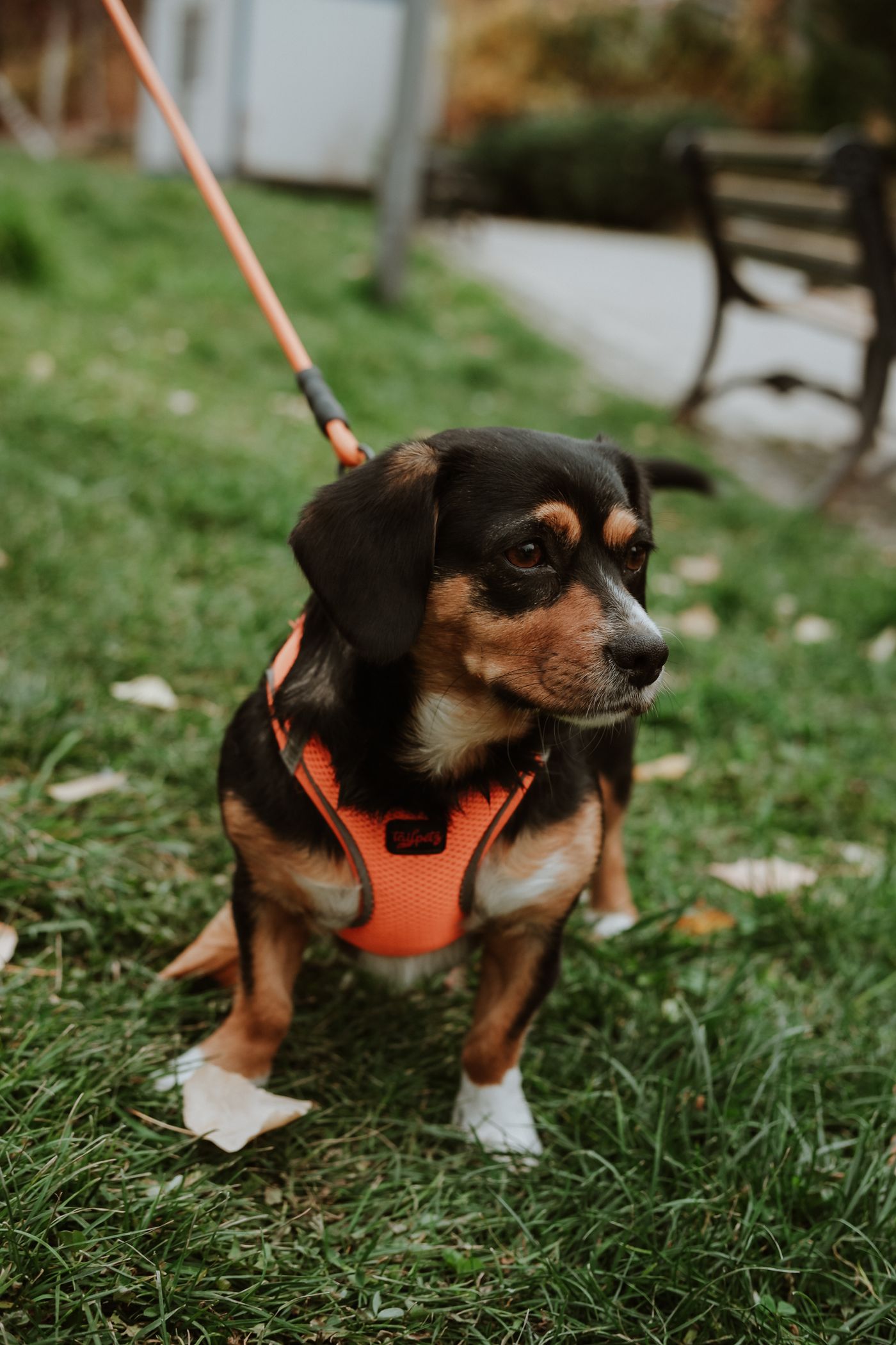 A dog in a harness taking a pause on grass beside a path.