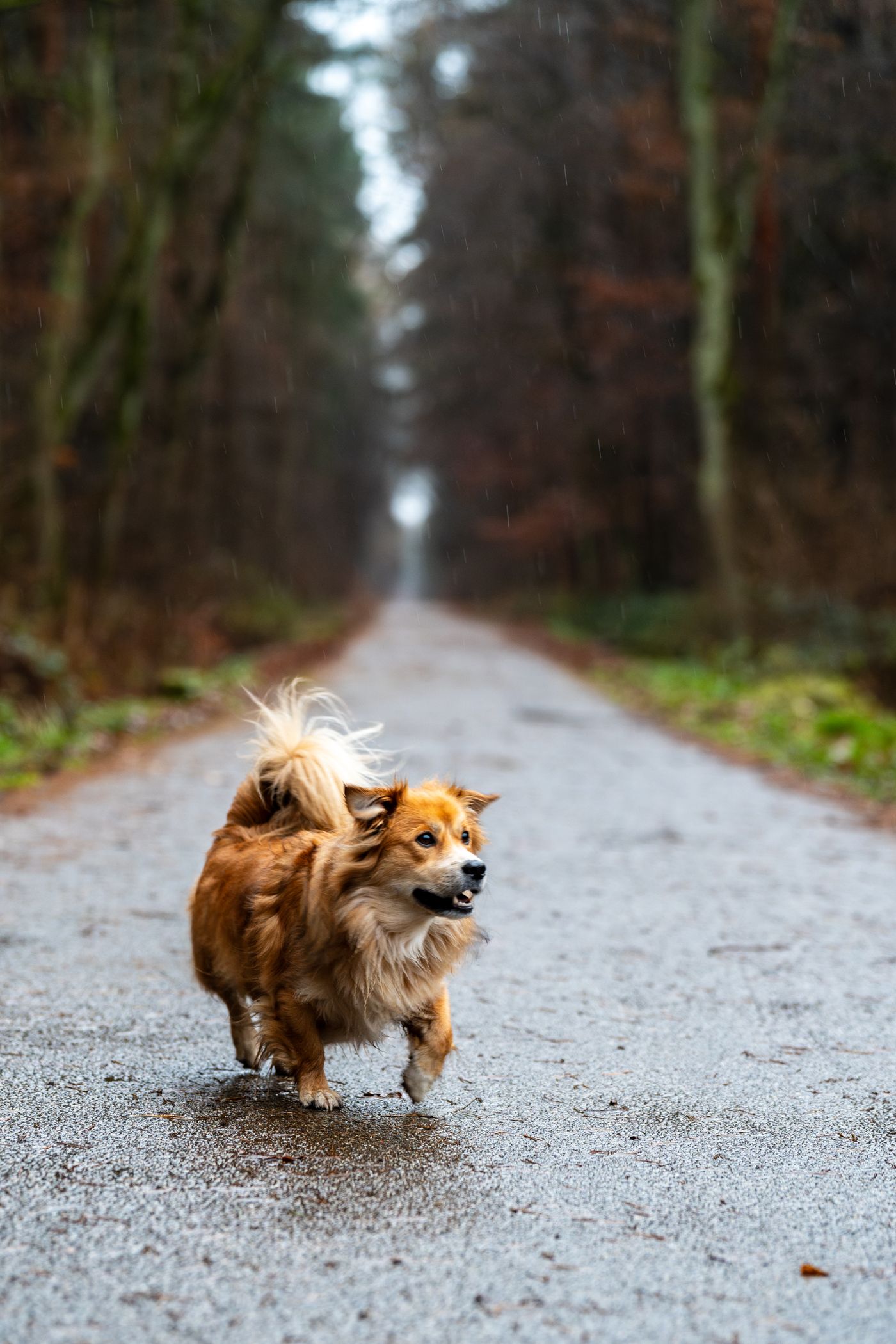 A dog running along a quiet woodland trail.