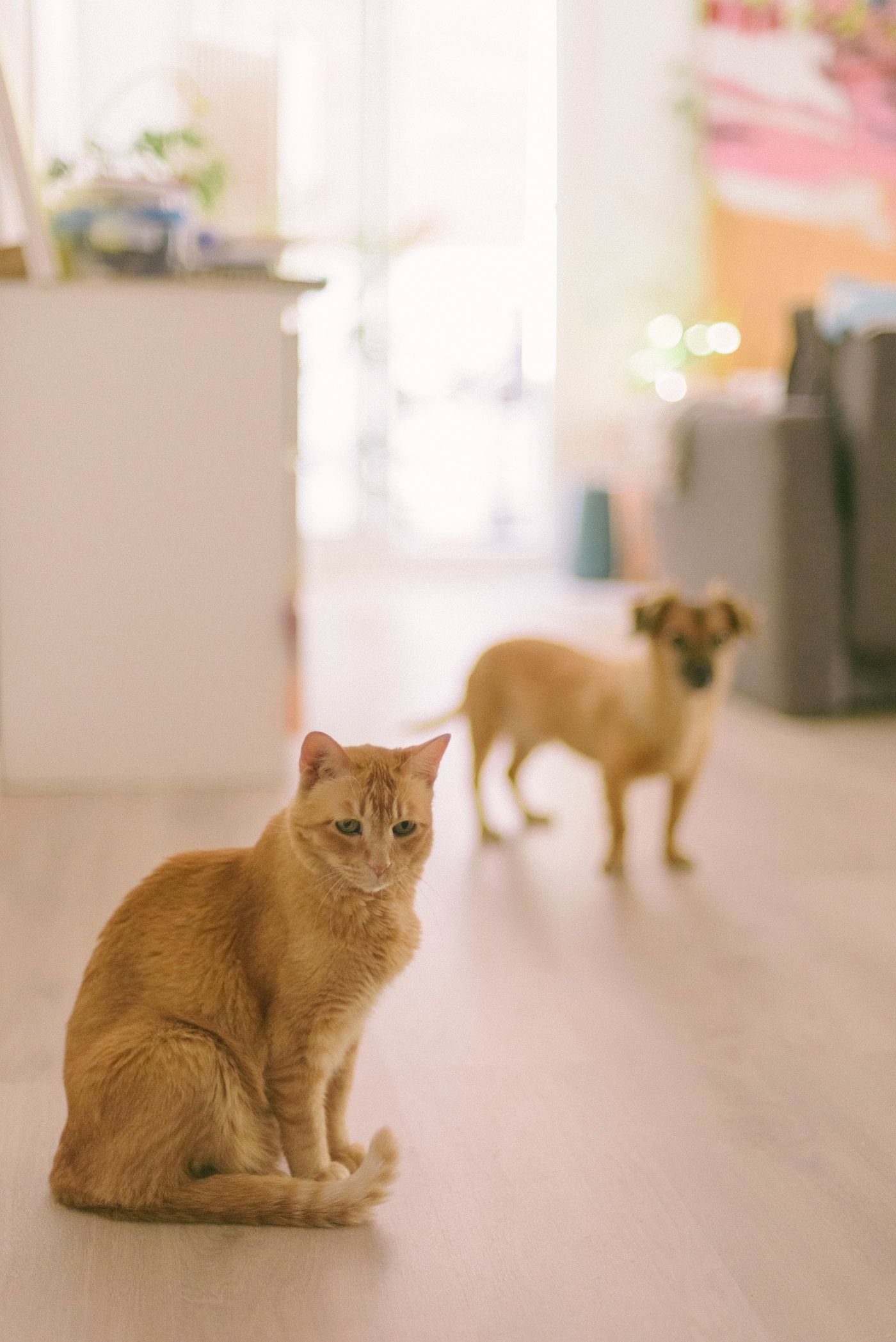 A cat and a dog occupying different parts of a room.