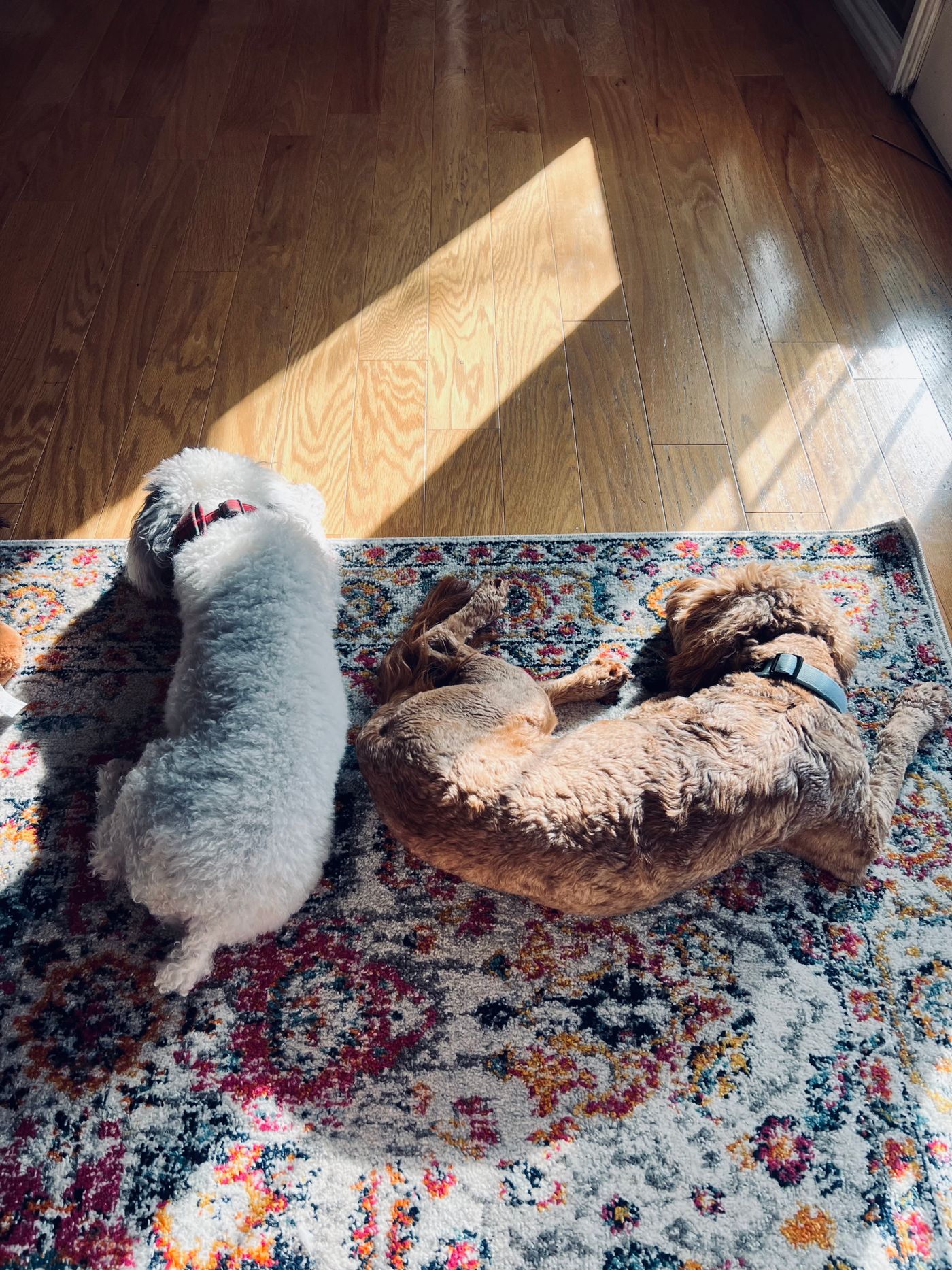 Two dogs resting apart on a sunlit rug.