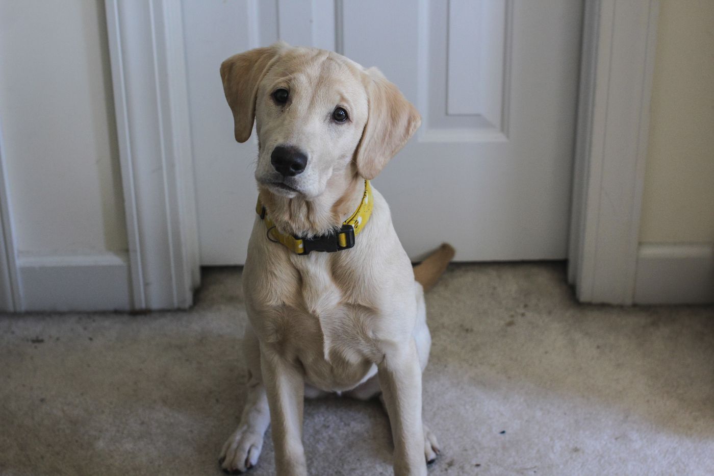 A dog sitting inside a closed entrance door.