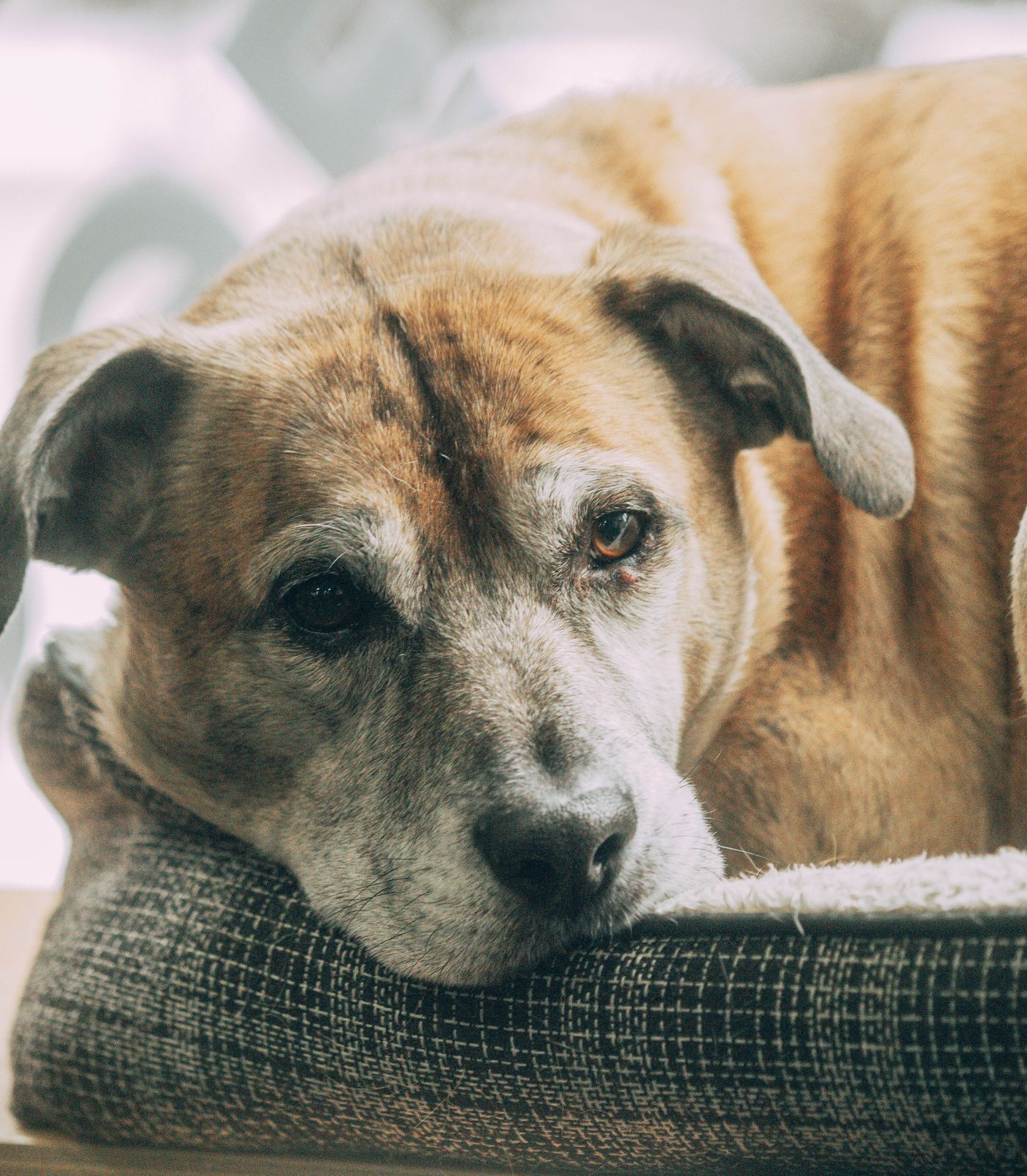 An older dog resting its head on a comfortable bed.